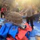 Zonk! Digerebek Polisi, Arena Judi Sabung Ayam di Banjardowo Jombang Sudah Melompong