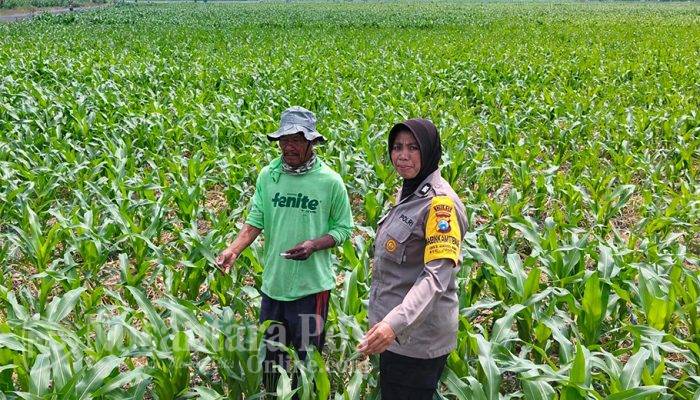Bhabinkamtibmas Mojongapit Jombang Dampingi Petani