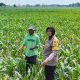 Bhabinkamtibmas Mojongapit Jombang Dampingi Petani